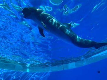 九十九島水族館海きららに投稿された画像（2022/3/13）