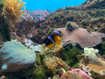 九十九島水族館海きららに投稿された画像（2022/3/13）