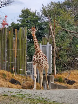 天王寺動物園に投稿された画像（2022/3/13）