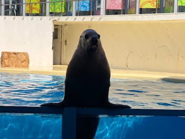 伊豆・三津シーパラダイスに投稿された画像（2022/3/13）