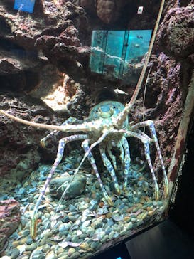 串本海中公園水族館に投稿された画像（2022/3/13）