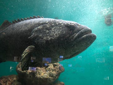 串本海中公園水族館に投稿された画像（2022/3/13）