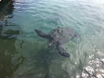 串本海中公園水族館に投稿された画像（2022/3/13）