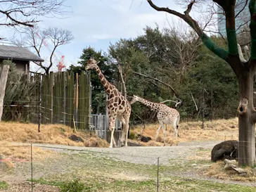 天王寺動物園に投稿された画像（2022/3/13）