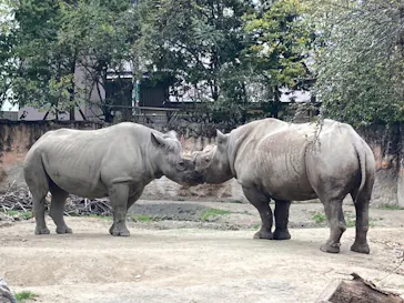 天王寺動物園に投稿された画像（2022/3/13）