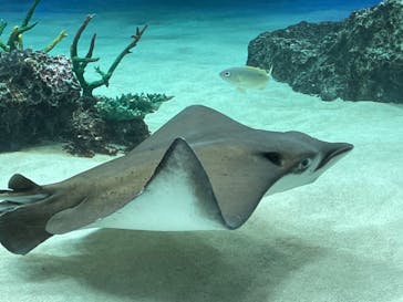 サンシャイン水族館に投稿された画像（2022/3/13）