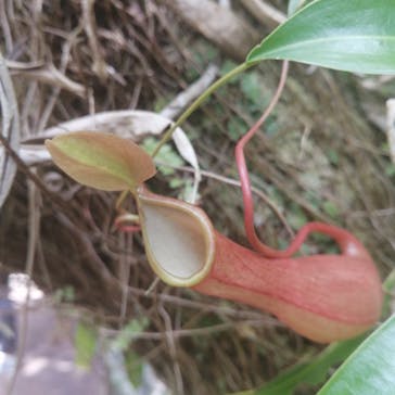 御菓子御殿　名護店　やんばる亜熱帯の森DINO恐竜PARKに投稿された画像（2022/3/13）