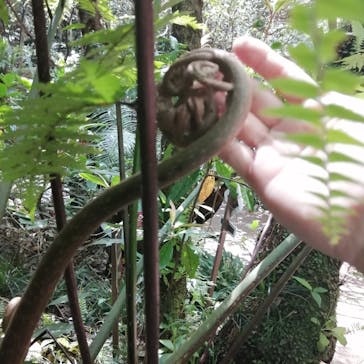 御菓子御殿　名護店　やんばる亜熱帯の森DINO恐竜PARKに投稿された画像（2022/3/13）