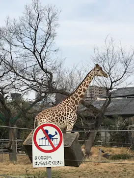 天王寺動物園に投稿された画像（2022/3/13）