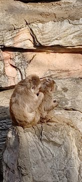 よこはま動物園ズーラシアに投稿された画像（2022/3/13）