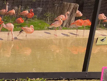 天王寺動物園に投稿された画像（2022/3/13）
