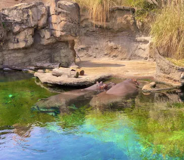 天王寺動物園に投稿された画像（2022/3/13）