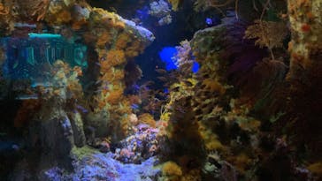 サンシャイン水族館に投稿された画像（2022/3/13）