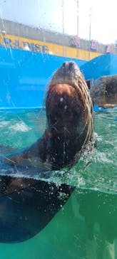 ゼロ距離水族館 伊勢シーパラダイスに投稿された画像（2022/3/13）