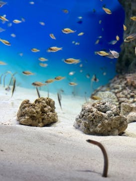 アクアワールド茨城県大洗水族館に投稿された画像（2022/3/13）