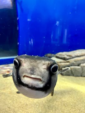 アクアワールド茨城県大洗水族館に投稿された画像（2022/3/13）