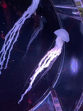 マクセル アクアパーク品川に投稿された画像（2022/3/14）