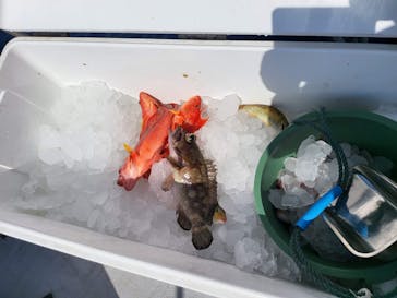 釣り船　博栄丸に投稿された画像（2022/3/14）