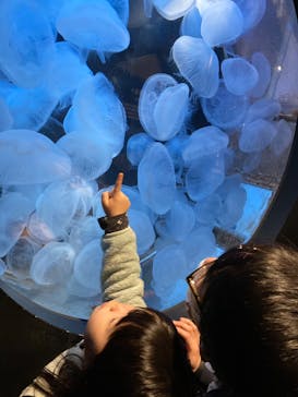 上越市立水族博物館 うみがたりに投稿された画像（2022/3/14）