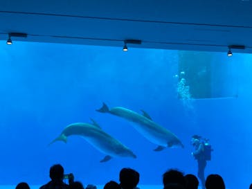 上越市立水族博物館 うみがたりに投稿された画像（2022/3/14）