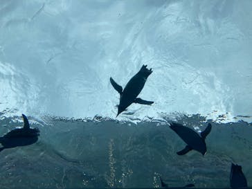 上越市立水族博物館 うみがたりに投稿された画像（2022/3/14）