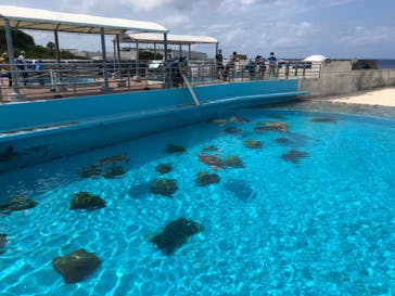 沖縄美ら海水族館に投稿された画像（2022/3/14）