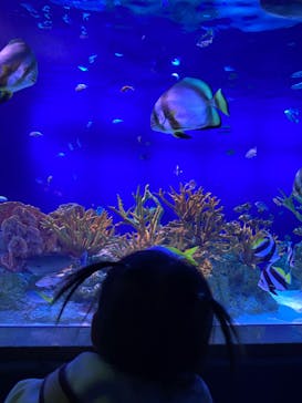 新江ノ島水族館に投稿された画像（2022/3/14）