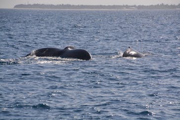 Sea World（シーワールド）に投稿された画像（2022/3/14）
