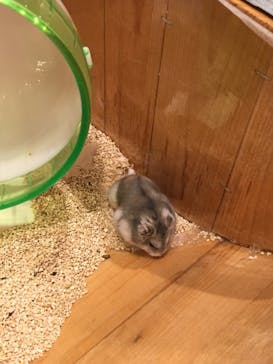 HARRY　原宿駅前店に投稿された画像（2022/3/14）