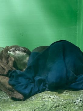 しながわ水族館に投稿された画像（2022/3/14）