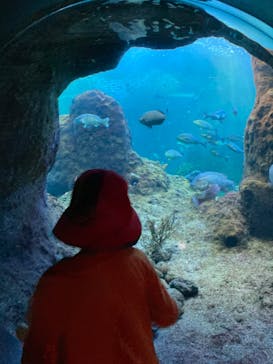 新江ノ島水族館に投稿された画像（2022/3/14）