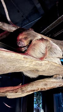 カワスイ 川崎⽔族館に投稿された画像（2022/3/14）