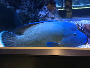 すみだ水族館に投稿された画像（2022/3/14）