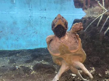 天王寺動物園に投稿された画像（2022/3/14）