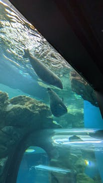 しながわ水族館に投稿された画像（2022/3/14）
