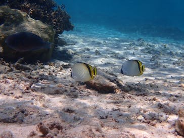 marine assist DEMI（マリンアシストデミ）に投稿された画像（2022/3/14）