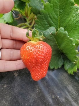 農業公園信貴山のどか村に投稿された画像（2022/3/15）