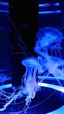 マクセル アクアパーク品川に投稿された画像（2022/3/13）