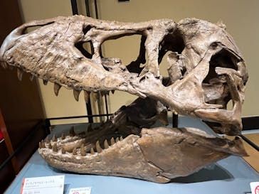 国立科学博物館　特別企画展「ポケモン化石博物館」に投稿された画像（2022/3/15）