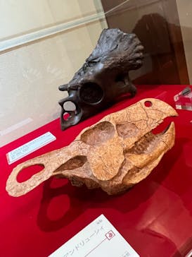 国立科学博物館　特別企画展「ポケモン化石博物館」に投稿された画像（2022/3/15）