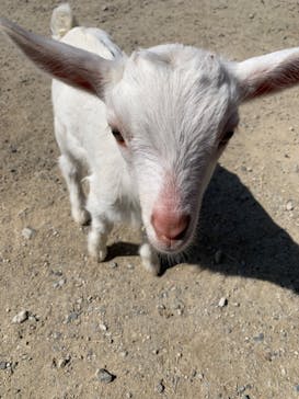 しろとり動物園に投稿された画像（2022/3/15）