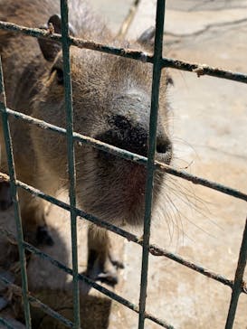 しろとり動物園に投稿された画像（2022/3/15）