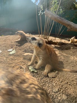 しろとり動物園に投稿された画像（2022/3/15）