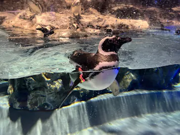 すみだ水族館に投稿された画像（2022/3/15）