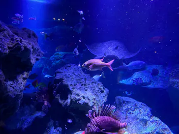 すみだ水族館に投稿された画像（2022/3/15）