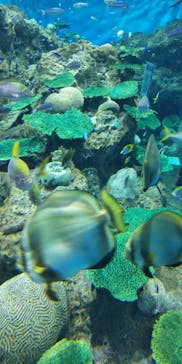 アクアワールド茨城県大洗水族館に投稿された画像（2022/3/15）