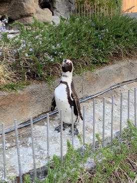 サンシャイン水族館に投稿された画像（2022/3/15）