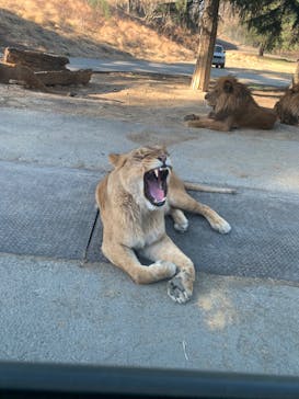 群馬サファリパークに投稿された画像（2022/3/15）