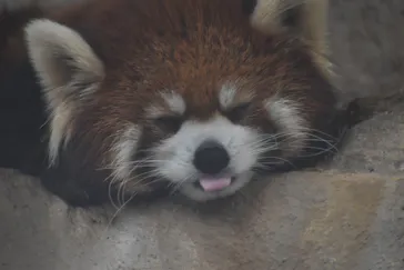 天王寺動物園に投稿された画像（2022/3/15）
