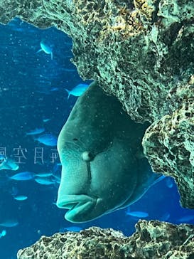 サンシャイン水族館に投稿された画像（2022/3/15）